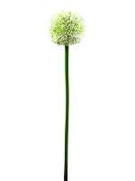 Alliumzweig, cremefarben, 55cm, Kunstpflanze