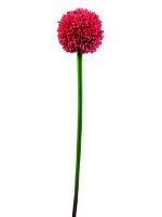 Alliumzweig, rot, 55cm, Kunstpflanze